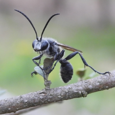 Isodontia sp. (genus) (Unidentified Grass-carrying wasp) at Tuggeranong, ACT - 11 Dec 2023 by HelenCross
