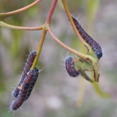 Delias harpalyce (Imperial Jezebel) at Tuggeranong, ACT - 11 Dec 2023 by HelenCross