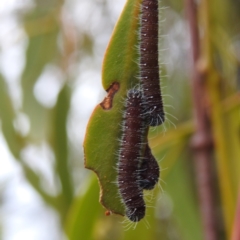 Delias harpalyce at Lions Youth Haven - Westwood Farm A.C.T. - 12 Dec 2023 05:52 AM