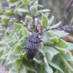 Ancita australis (Longicorn or longhorn beetle) at Tuggeranong, ACT - 11 Dec 2023 by HelenCross