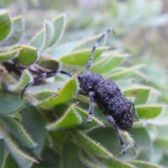 Ancita australis at Lions Youth Haven - Westwood Farm A.C.T. - 12 Dec 2023