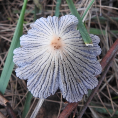 Coprinellus etc. (An Inkcap) at Lions Youth Haven - Westwood Farm - 11 Dec 2023 by HelenCross
