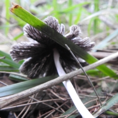 Coprinellus etc. at Lions Youth Haven - Westwood Farm A.C.T. - 12 Dec 2023