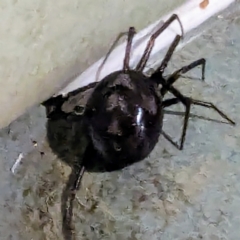 Steatoda grossa (Cupboard or Brown house spider) at Kambah, ACT - 11 Dec 2023 by HelenCross