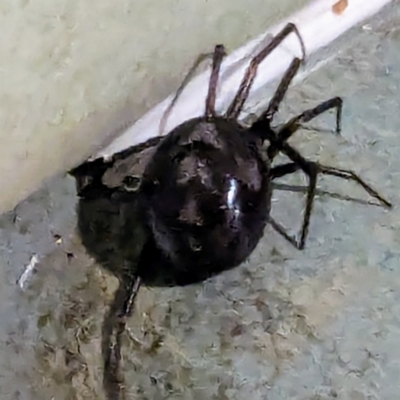 Steatoda grossa (Cupboard or Brown house spider) at Lions Youth Haven - Westwood Farm A.C.T. - 12 Dec 2023 by HelenCross