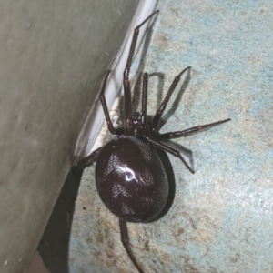 Steatoda grossa at Lions Youth Haven - Westwood Farm A.C.T. - 12 Dec 2023