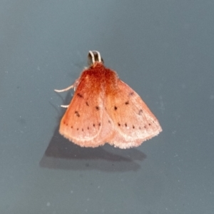 Anthela ferruginosa at Wingecarribee Local Government Area - 12 Dec 2023