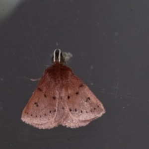 Anthela ferruginosa at Wingecarribee Local Government Area - 12 Dec 2023