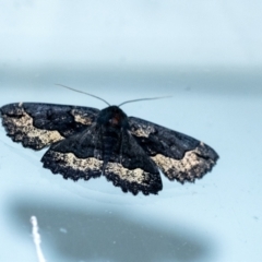 Melanodes anthracitaria (Black Geometrid) at Wingecarribee Local Government Area - 12 Dec 2023 by Aussiegall