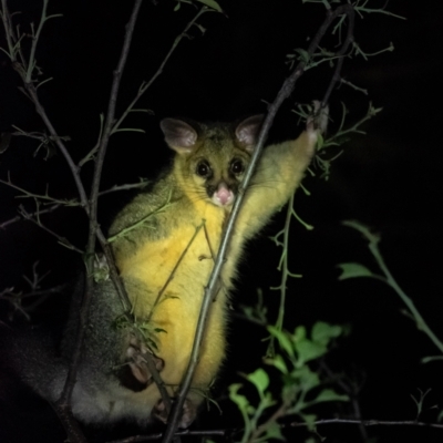 Trichosurus vulpecula (Common Brushtail Possum) at Penrose, NSW - 12 Dec 2023 by Aussiegall