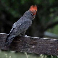 Callocephalon fimbriatum (Gang-gang Cockatoo) at Penrose, NSW - 12 Dec 2023 by Aussiegall