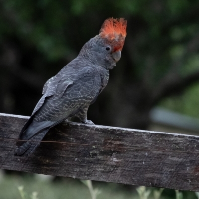 Callocephalon fimbriatum (Gang-gang Cockatoo) at Penrose - 12 Dec 2023 by Aussiegall