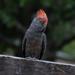Callocephalon fimbriatum at Wingecarribee Local Government Area - suppressed
