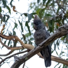 Callocephalon fimbriatum at Wingecarribee Local Government Area - suppressed
