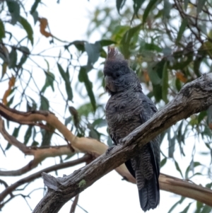 Callocephalon fimbriatum at Wingecarribee Local Government Area - suppressed