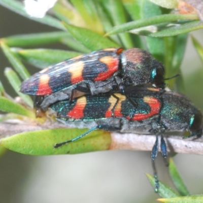 Castiarina sexplagiata (Jewel beetle) at Black Mountain - 8 Dec 2023 by Harrisi