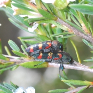 Castiarina sexplagiata at Black Mountain - 8 Dec 2023 03:42 PM