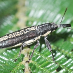 Rhinotia sp. (genus) (Unidentified Rhinotia weevil) at Jerrabomberra, NSW - 9 Dec 2023 by Harrisi