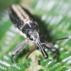 Rhinotia sp. (genus) at Mount Jerrabomberra QP - 9 Dec 2023