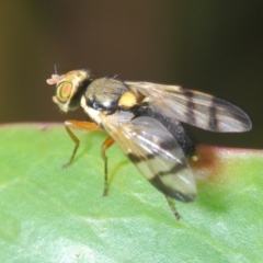 Euribia sp. (genus) (Thistle Gall Fly) at QPRC LGA - 9 Dec 2023 by Harrisi