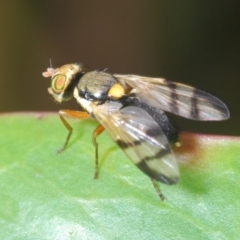 Euribia sp. (genus) (Thistle Gall Fly) at Jerrabomberra, NSW - 9 Dec 2023 by Harrisi