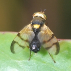 Euribia sp. (genus) at Mount Jerrabomberra QP - 9 Dec 2023