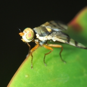 Euribia sp. (genus) at Mount Jerrabomberra QP - 9 Dec 2023