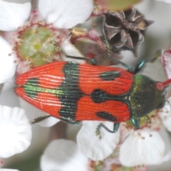 Castiarina delectabilis (A jewel beetle) at Cotter River, ACT - 10 Dec 2023 by Harrisi