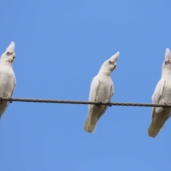 Cacatua sanguinea (Little Corella) at Ormiston, QLD - 11 Dec 2023 by TimL