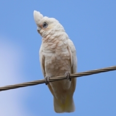 Cacatua sanguinea at Ormiston, QLD - 12 Dec 2023 09:28 AM