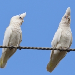 Cacatua sanguinea at Ormiston, QLD - 12 Dec 2023 09:28 AM