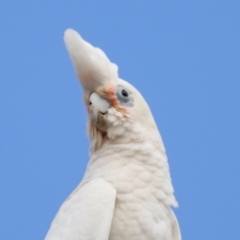 Cacatua sanguinea at Ormiston, QLD - 12 Dec 2023