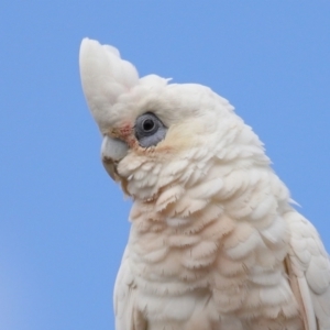Cacatua sanguinea at Ormiston, QLD - 12 Dec 2023 09:28 AM