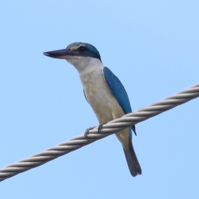 Todiramphus sanctus (Sacred Kingfisher) at Ormiston, QLD - 11 Dec 2023 by TimL