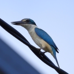 Todiramphus sanctus at Ormiston, QLD - 12 Dec 2023 09:27 AM