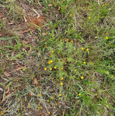 Rutidosis leptorhynchoides (Button Wrinklewort) at QPRC LGA - 11 Dec 2023 by Jiggy