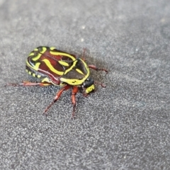 Eupoecila australasiae (Fiddler Beetle) at Evatt, ACT - 12 Dec 2023 by Jiggy