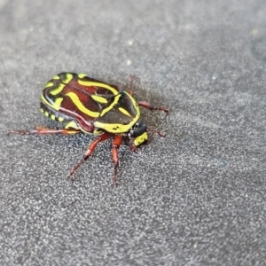 Eupoecila australasiae at Evatt, ACT - 12 Dec 2023 02:53 PM