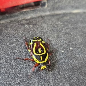 Eupoecila australasiae at Evatt, ACT - 12 Dec 2023