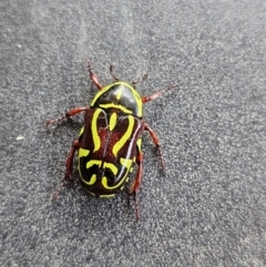 Eupoecila australasiae at Evatt, ACT - 12 Dec 2023