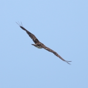 Pandion haliaetus at Point Lookout, QLD - suppressed