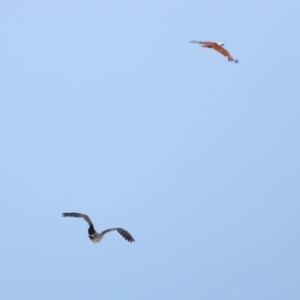 Pandion haliaetus at Point Lookout, QLD - suppressed