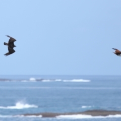 Haliastur indus (Brahminy Kite) at Point Lookout, QLD - 14 Nov 2023 by TimL