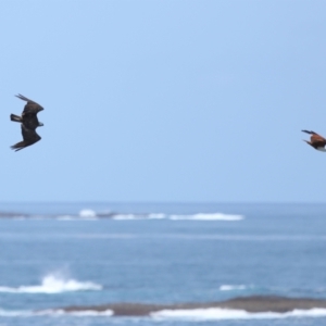 Haliastur indus at Point Lookout, QLD - 14 Nov 2023 12:49 PM