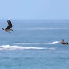 Haliastur indus at Point Lookout, QLD - 14 Nov 2023