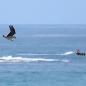 Haliastur indus at Point Lookout, QLD - 14 Nov 2023