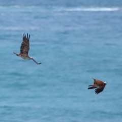 Haliastur indus at Point Lookout, QLD - 14 Nov 2023