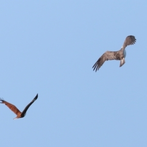 Haliastur indus at Point Lookout, QLD - 14 Nov 2023