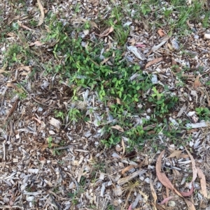 Glycine tabacina at Mount Majura - 31 Dec 2023 07:08 PM