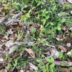 Glycine tabacina at Mount Majura - 31 Dec 2023 07:08 PM